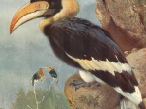 Bird illustrations, postcard set (12 cards), Perrier and Salmon, French vintage