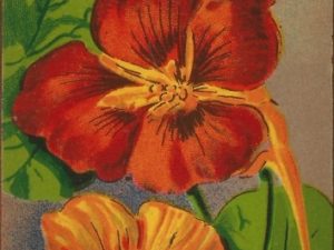 French flower seed packets postcard set (10 cards), French vintage