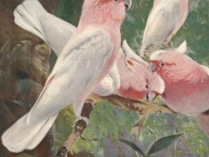 Bird illustrations, postcard set (12 cards), Perrier and Salmon, French vintage