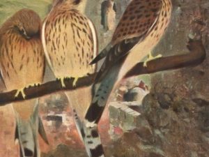 Bird illustrations, postcard set (12 cards), Perrier and Salmon, French vintage