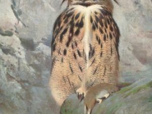 Bird illustrations, postcard set (12 cards), Perrier and Salmon, French vintage