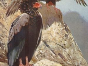 Bird illustrations, postcard set (12 cards), Perrier and Salmon, French vintage