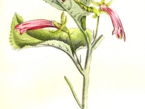 le maout flower postcards french vintage