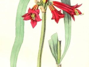 le maout flower postcards french vintage