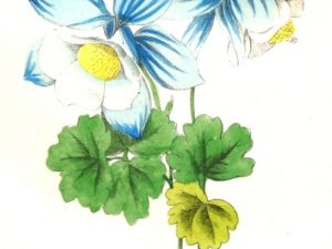 le maout flower postcards french vintage