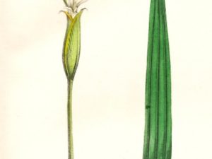 le maout flower postcards french vintage