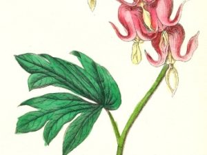 le maout flower postcards french vintage