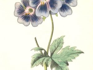 le maout flower postcards french vintage