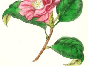 le maout flower postcards french vintage