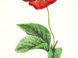 le maout flower postcards french vintage