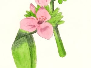 le maout flower postcards french vintage