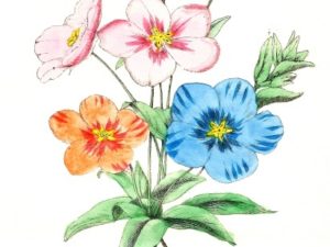 le maout flower postcards french vintage