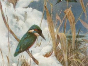 Bird illustrations, postcard set (12 cards), Perrier and Salmon, French vintage