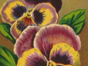 French flower seed packets postcard set (10 cards), French vintage