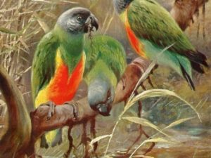 Bird illustrations, postcard set (12 cards), Perrier and Salmon, French vintage