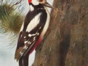 Bird illustrations, postcard set (12 cards), Perrier and Salmon, French vintage