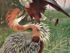 Bird illustrations, postcard set (12 cards), Perrier and Salmon, French vintage