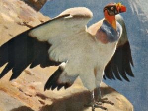 Bird illustrations, postcard set (12 cards), Perrier and Salmon, French vintage