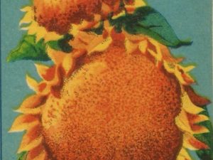 French flower seed packets postcard set (10 cards), French vintage