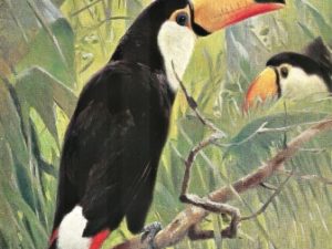 Bird illustrations, postcard set (12 cards), Perrier and Salmon, French vintage