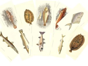 Fish postcard set (10 cards), Les Poissons, 1876, Gervais and Boulart, French vintage