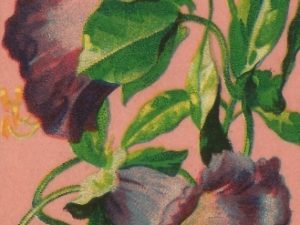 french flower seed packets postcards vintage