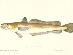 Fish postcard set (10 cards), Les Poissons, Gervais and Boulart, French vintage