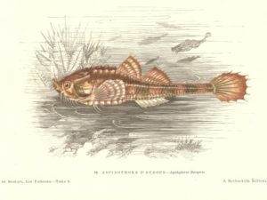 Fish postcard set (10 cards), Les Poissons, Gervais and Boulart, French vintage