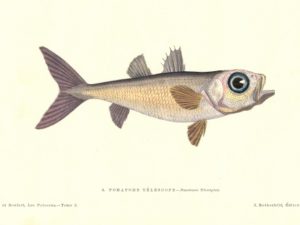 Fish postcard set (10 cards), Les Poissons, Gervais and Boulart, French vintage