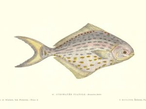 Fish postcard set (10 cards), Les Poissons, Gervais and Boulart, French vintage