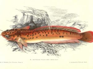 Fish postcard set (10 cards), Les Poissons, Gervais and Boulart, French vintage