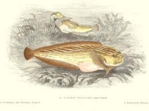 Fish postcard set (10 cards), Les Poissons, Gervais and Boulart, French vintage