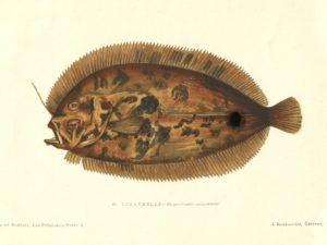 Fish postcard set (10 cards), Les Poissons, Gervais and Boulart, French vintage