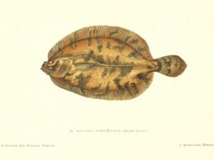 Fish postcard set (10 cards), Les Poissons, Gervais and Boulart, French vintage