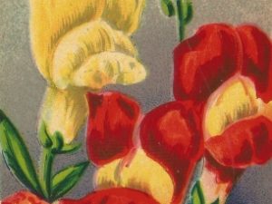 french flower seed packets postcards vintage