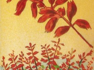 french flower seed packets postcards vintage